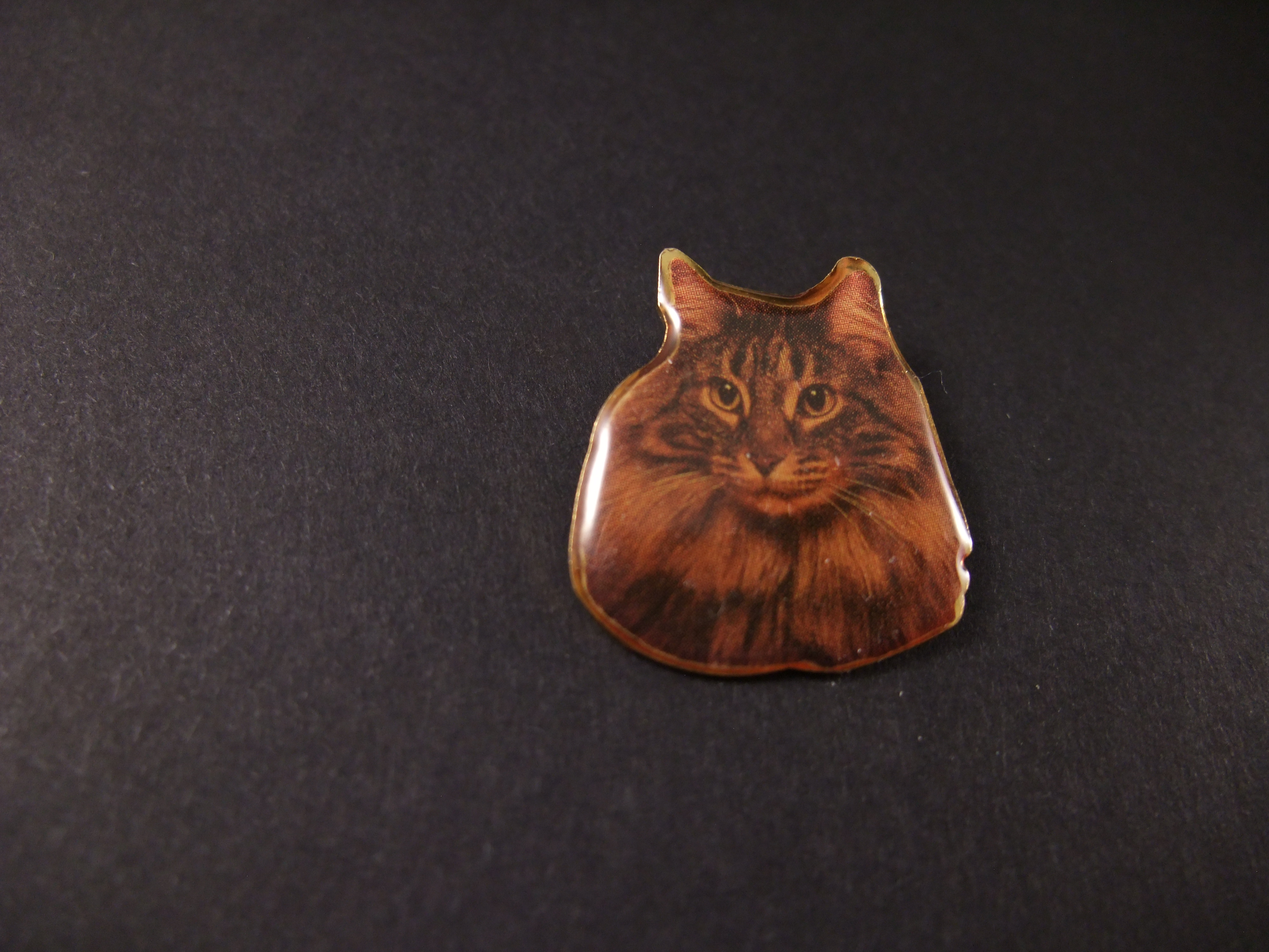 Maine Coon langharig populair kattenras